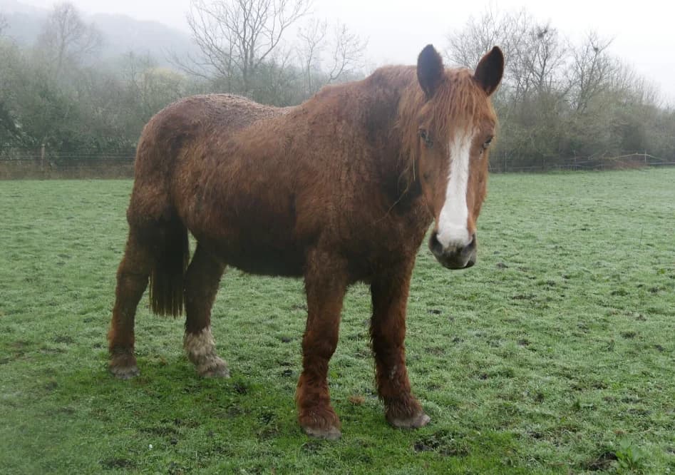 OUPLABOOM DE BELNOE, female senior Mixed Breed for adoption at SPA Grand Refuge de Pervenchères, Pervencheres