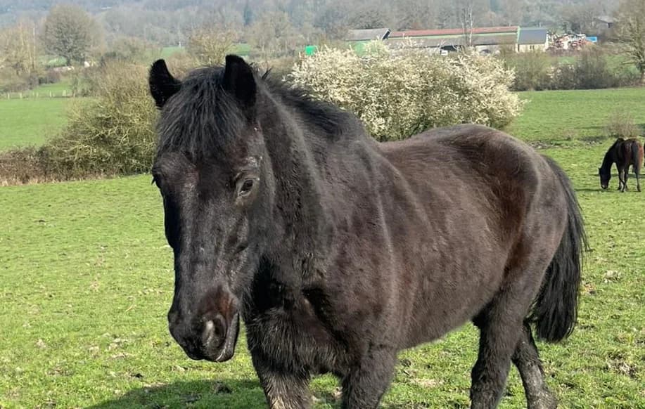 SHADEK, Mixed Breed (SPA Grand Refuge de Pervenchères)