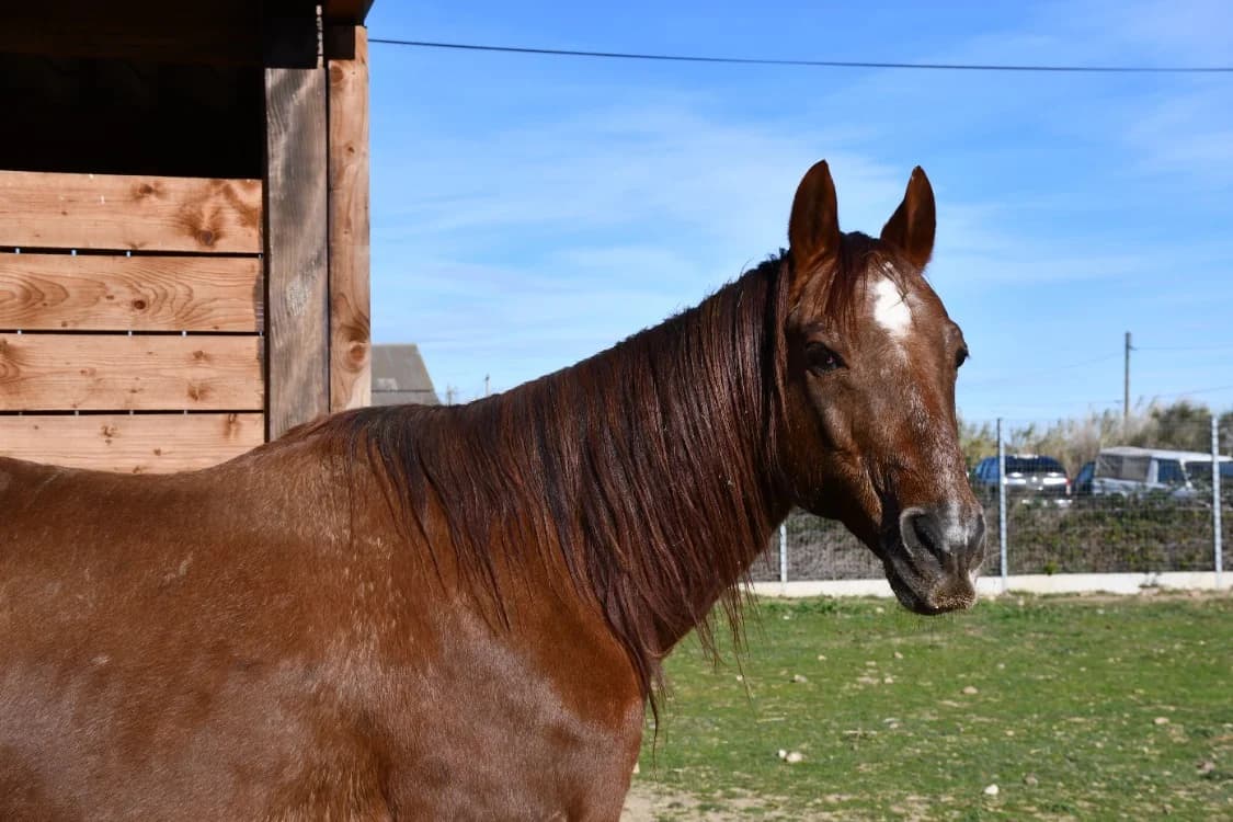 TANGY, male senior mixed breed for adoption at SPA Grand Refuge de Pervenchères, Pervencheres