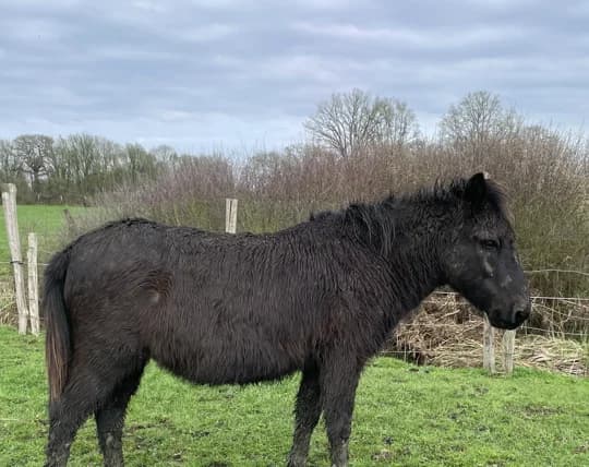 TERRIBLE, male senior Mixed Breed for adoption at SPA Grand Refuge de Pervenchères, Pervencheres