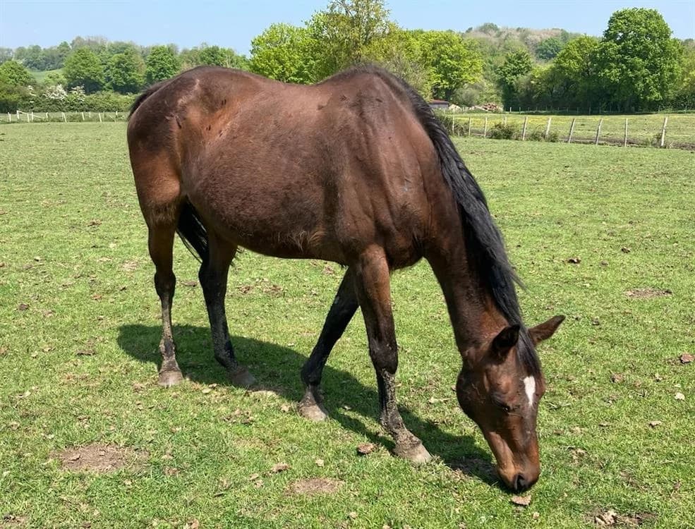 TORNADE DE MUN, Mixed Breed (SPA Grand Refuge de Pervenchères)