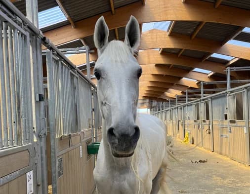 VALLHAHA, female senior Mixed Breed for adoption at SPA Grand Refuge de Pervenchères, Pervencheres