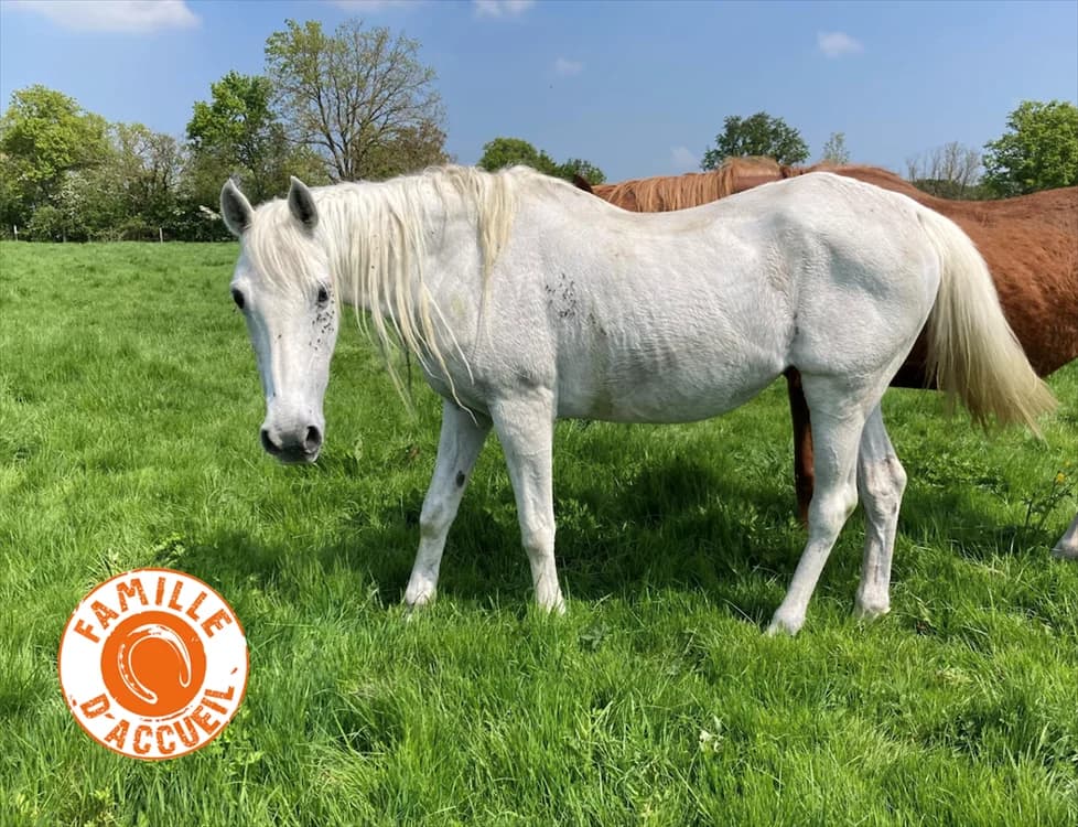 VALSE DE BELNOE, female senior Mixed Breed for adoption at SPA Grand Refuge de Pervenchères, Pervencheres