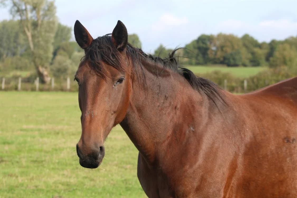 VICTOIRE DE QUIBOU, female senior Mixed Breed for adoption at SPA Grand Refuge de Pervenchères, Pervencheres