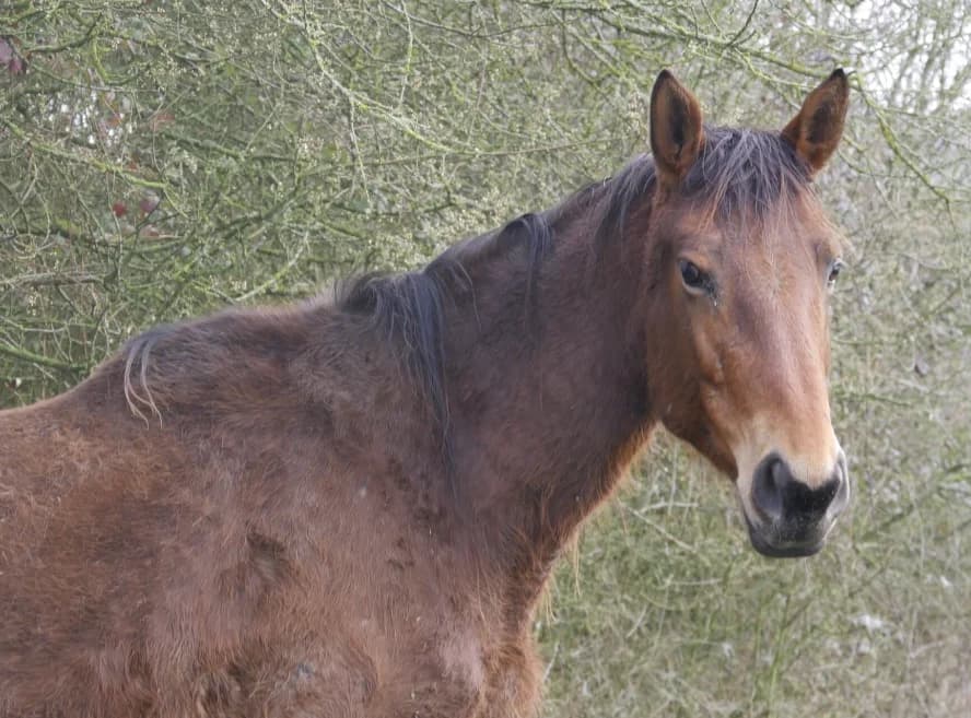 WAZABI DE BELNOE, female Mixed Breed for adoption at SPA Grand Refuge de Pervenchères, Pervencheres