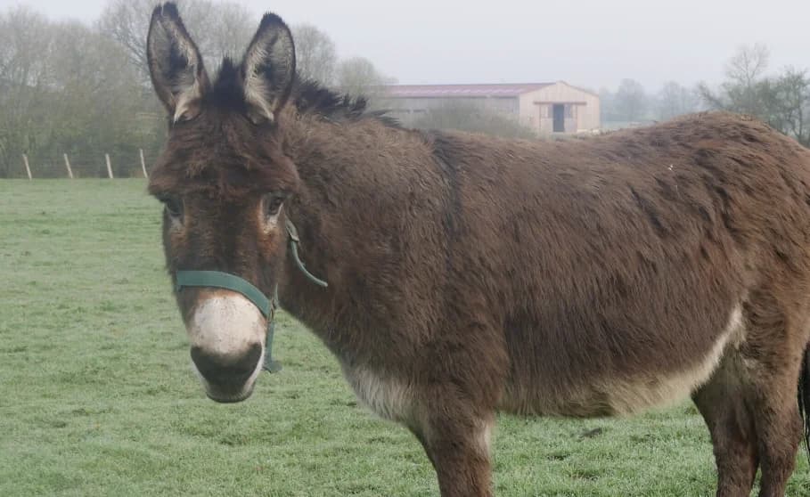 ZIDLAN, Mixed Breed (SPA Grand Refuge de Pervenchères)