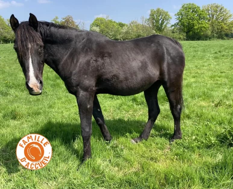 LADY, female senior mixed breed for adoption at SPA Grand Refuge de Pervenchères, Pervencheres