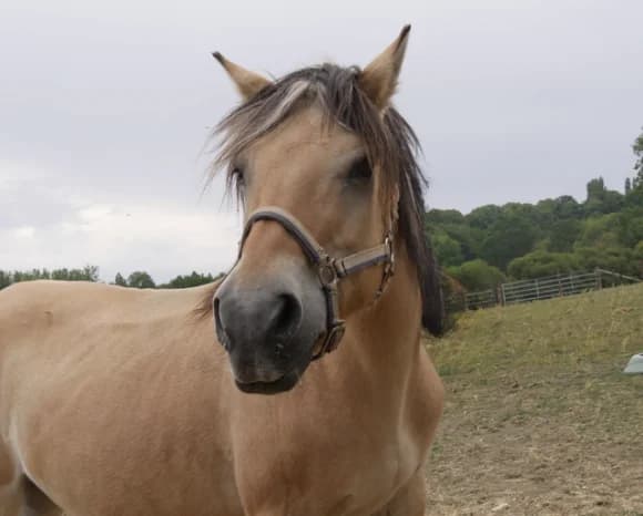 ISA DE MORAND, female senior Mixed Breed for adoption at SPA Grand Refuge de Pervenchères, Pervencheres