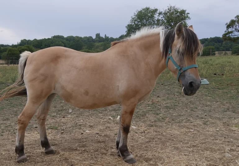 LISETTE DU ROUILLIS, female senior Mixed Breed for adoption at SPA Grand Refuge de Pervenchères, Pervencheres