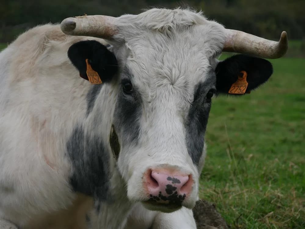 SERINGAT, Mixed Breed (SPA Grand Refuge de Pervenchères)