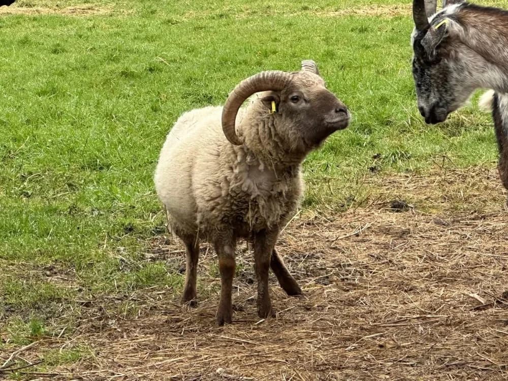 BOLDUC, male mixed breed for adoption at SPA Grand Refuge de Pervenchères, Pervencheres