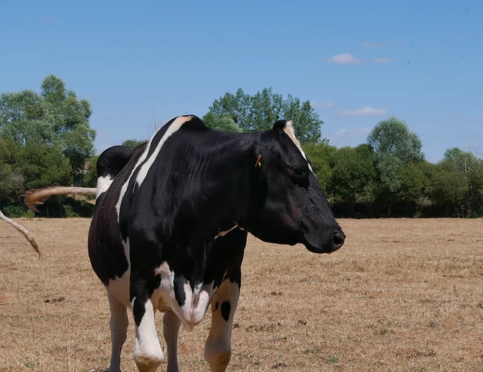 CLÉSDESLACS, female senior Mixed Breed for adoption at SPA Grand Refuge de Pervenchères, Pervencheres