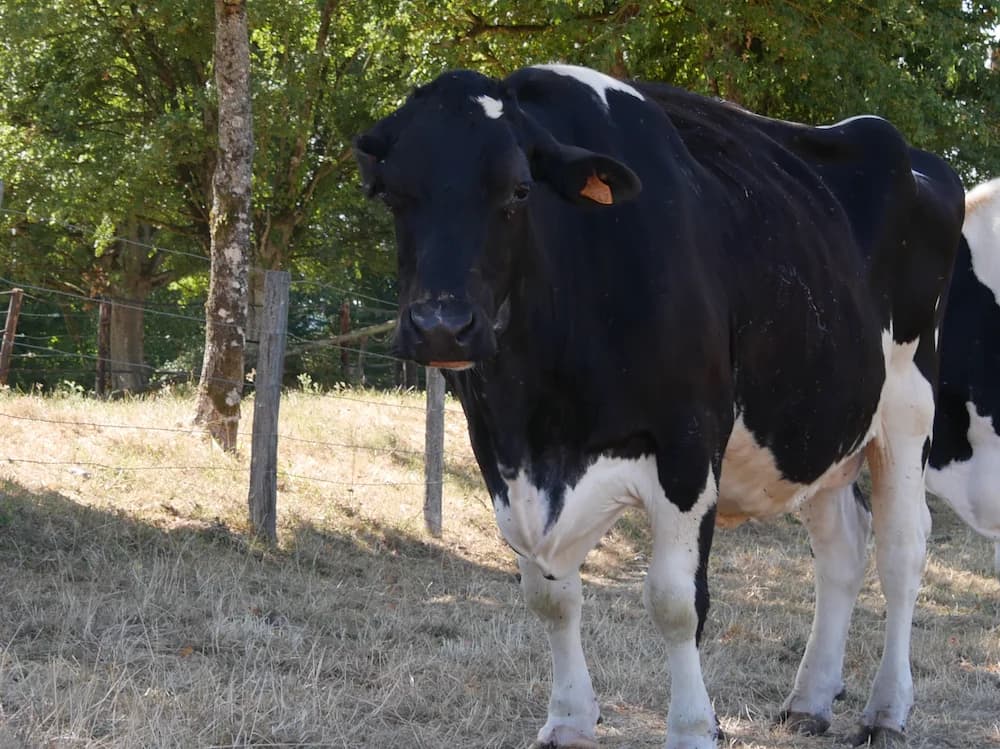 CLÉDESPRÉS, female senior Mixed Breed for adoption at SPA Grand Refuge de Pervenchères, Pervencheres