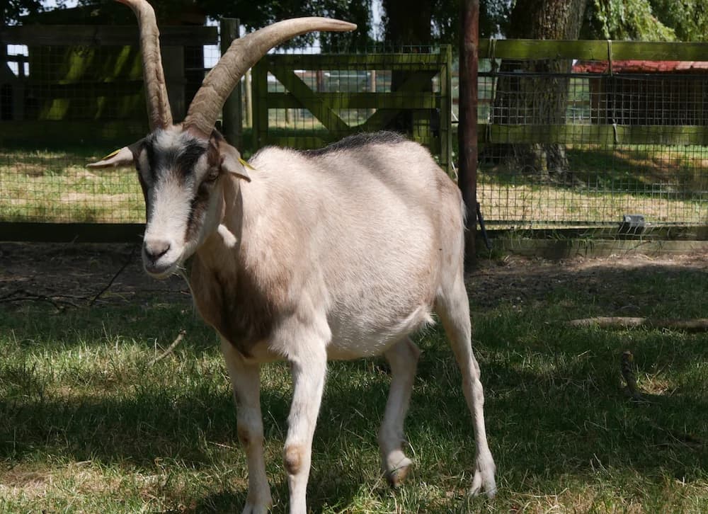 DORMEUR, Mixed Breed (SPA Grand Refuge de Pervenchères)