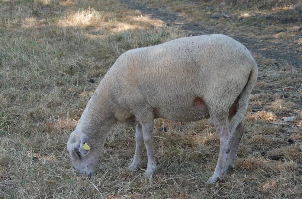 GAUFRETTE, female Mixed Breed for adoption at SPA Grand Refuge de Pervenchères, Pervencheres