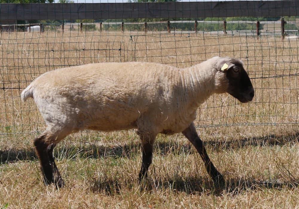 O'LIE, female Mixed Breed for adoption at SPA Grand Refuge de Pervenchères, Pervencheres