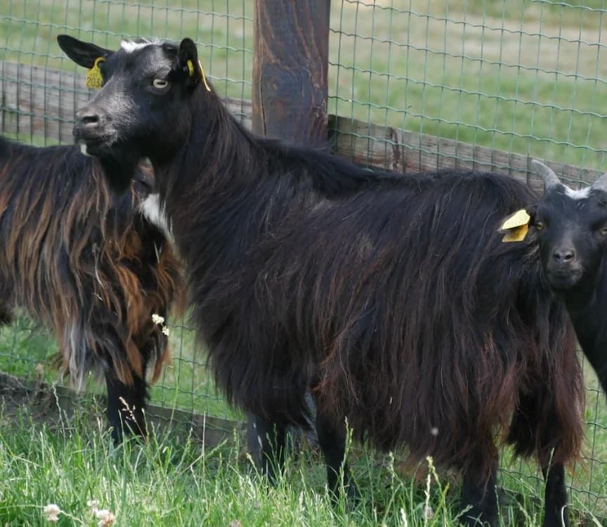 VENADA, female young Mixed Breed for adoption at SPA Grand Refuge de Pervenchères, Pervencheres