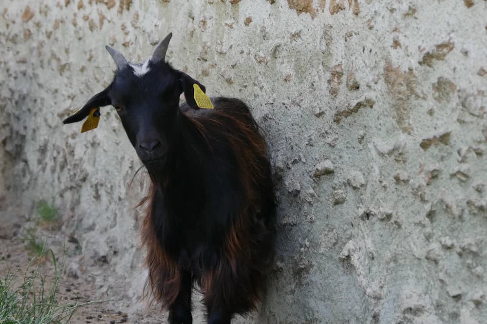 LACTIS, female Mixed Breed for adoption at SPA Grand Refuge de Pervenchères, Pervencheres