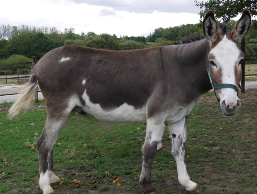 HIDALGO, male 4yo Mixed Breed for adoption at SPA Grand Refuge de Pervenchères, Pervencheres