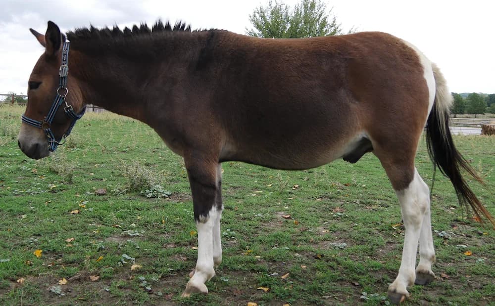 LUTIN 26, male 6yo Mixed Breed for adoption at SPA Grand Refuge de Pervenchères, Pervencheres