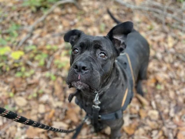 MYNDI PAA23049, female senior Cane Corso for adoption at SPA Plaisir, Plaisir