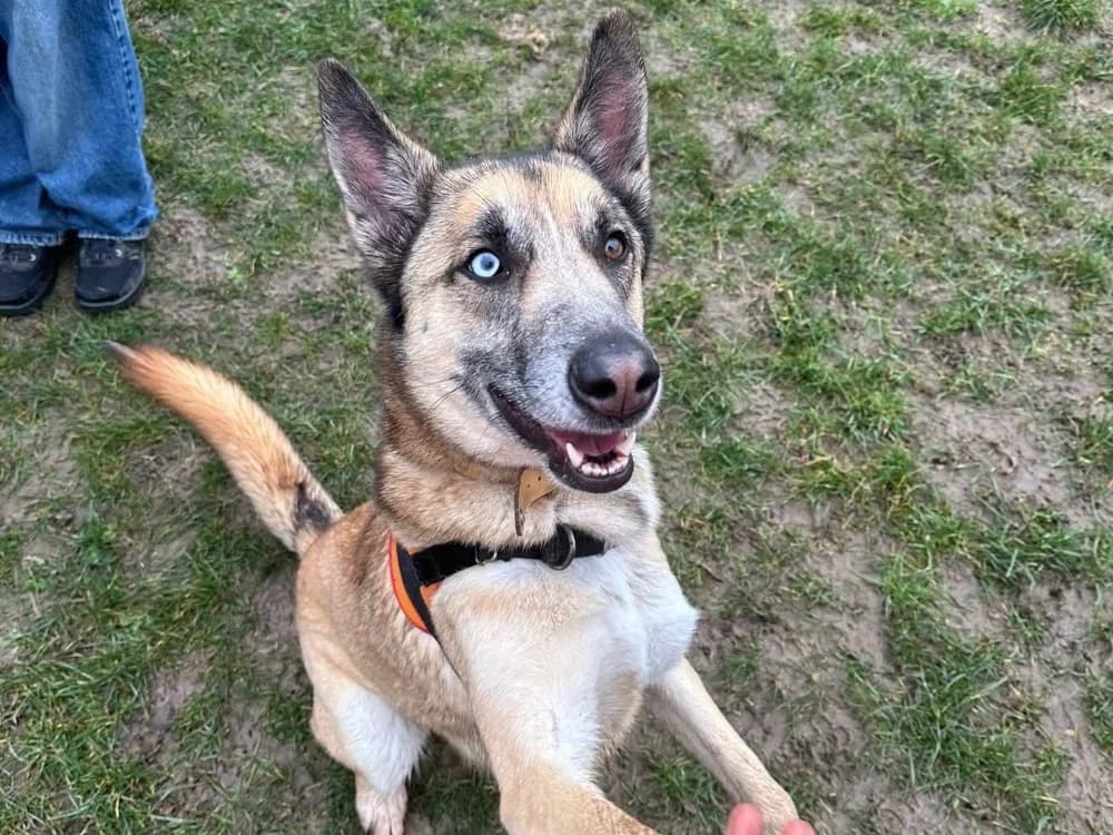 RYHO PAA23096, male 3yo Husky for adoption at SPA Plaisir, Plaisir
