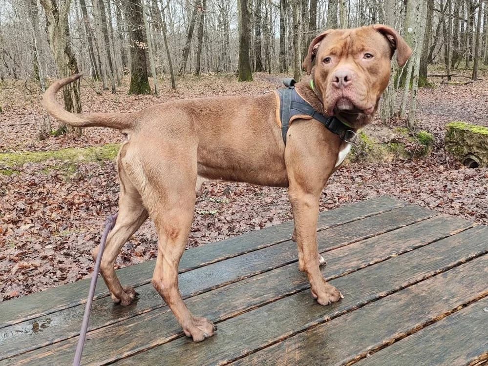 potiron, male 3yo Mixed Breed for adoption at SPA Plaisir, Plaisir