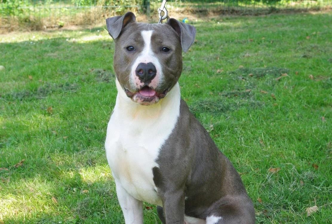 POUSSIN, male young mixed breed for adoption at SPA Plaisir, Plaisir