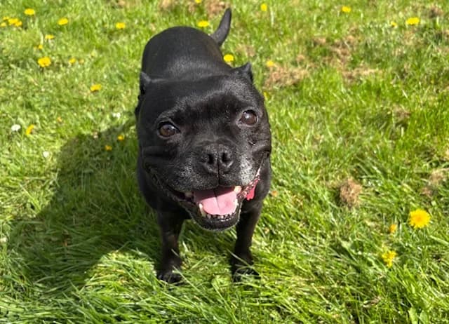 PERLA PAA24117, female 7yo Staffordshire Bull Terrier for adoption at SPA Plaisir, Plaisir