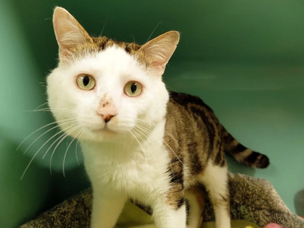 Bretzel PAB28569, male 7yo mixed breed for adoption at SPA Plaisir, Plaisir