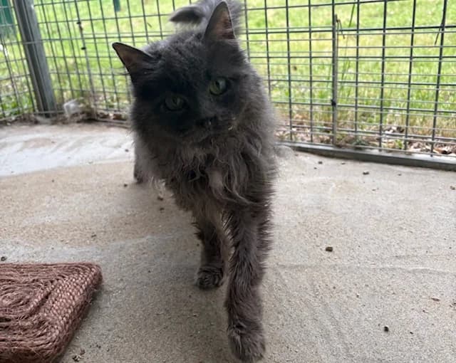 chiffounette, female senior mixed breed for adoption at SPA Plaisir, Plaisir