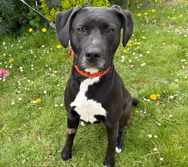 LUCIOLLE PAA24145, female young Labrador Retriever for adoption at SPA Plaisir, Plaisir
