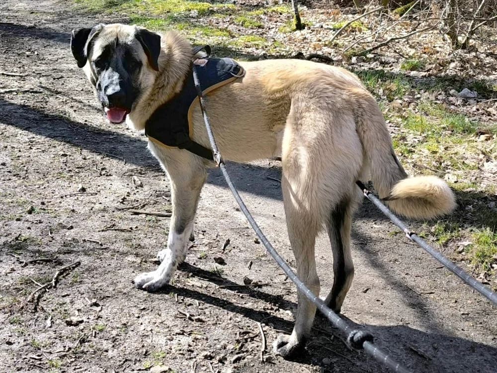 ASLAN PAA24151, male young mixed breed for adoption at SPA Plaisir, Plaisir