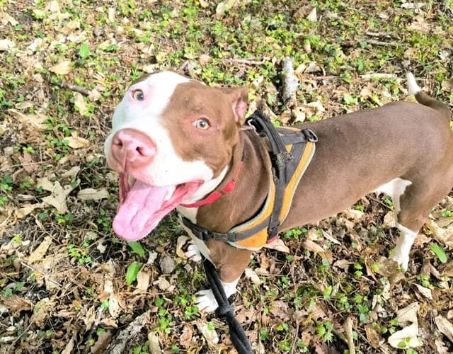 DROGO, male young Mixed Breed for adoption at SPA Plaisir, Plaisir