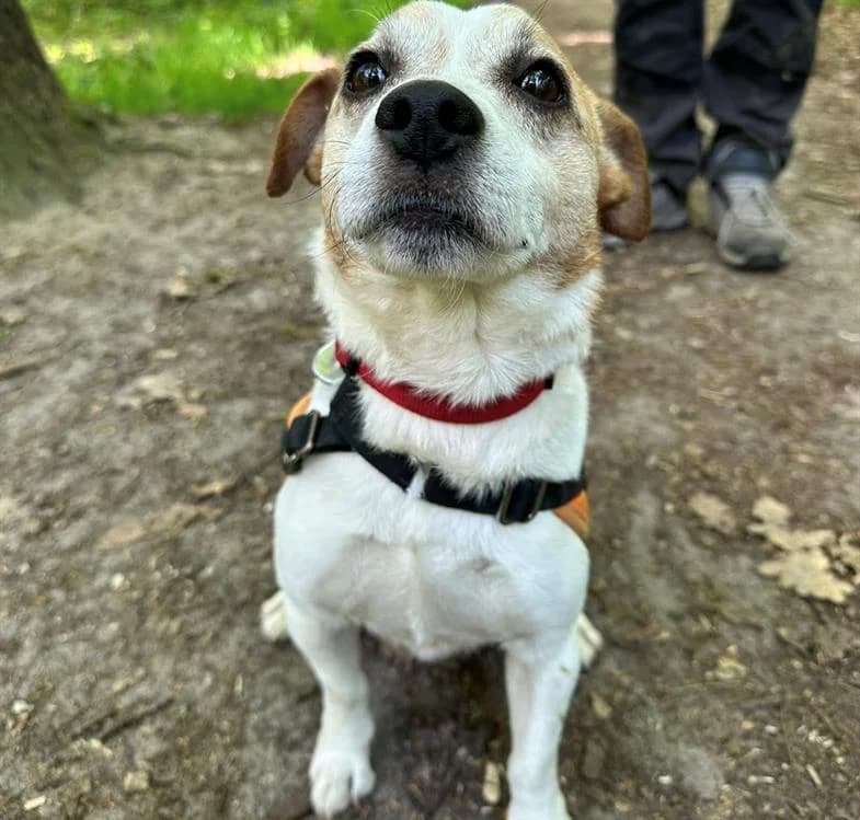 ICE TEA PAA24181, male senior Jack Russell Terrier for adoption at SPA Plaisir, Plaisir