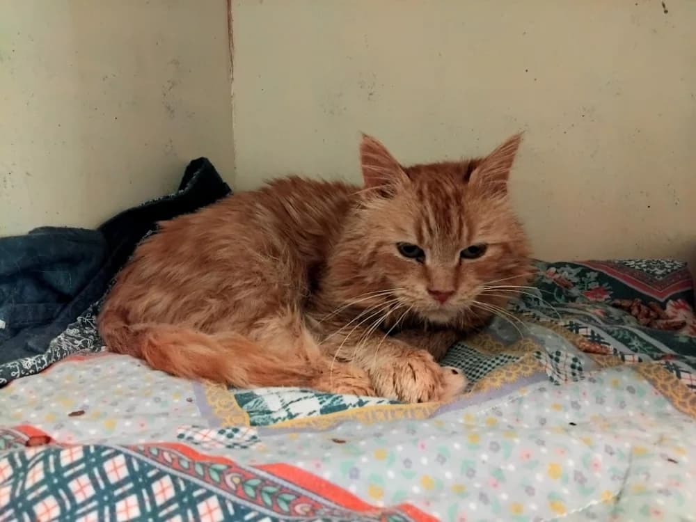 Balim PAB28561, male senior mixed breed for adoption at SPA Plaisir, Plaisir