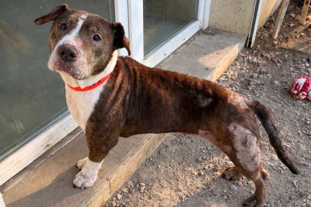 ANA PAA24184 ex NALA, female 6yo Bull Terrier for adoption at SPA Plaisir, Plaisir