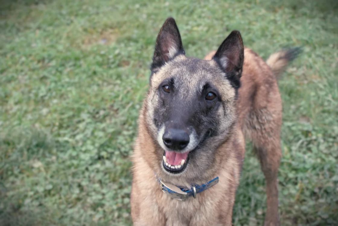 Saesar, male 4yo Belgian Malinois for adoption at SPA Plaisir, Plaisir