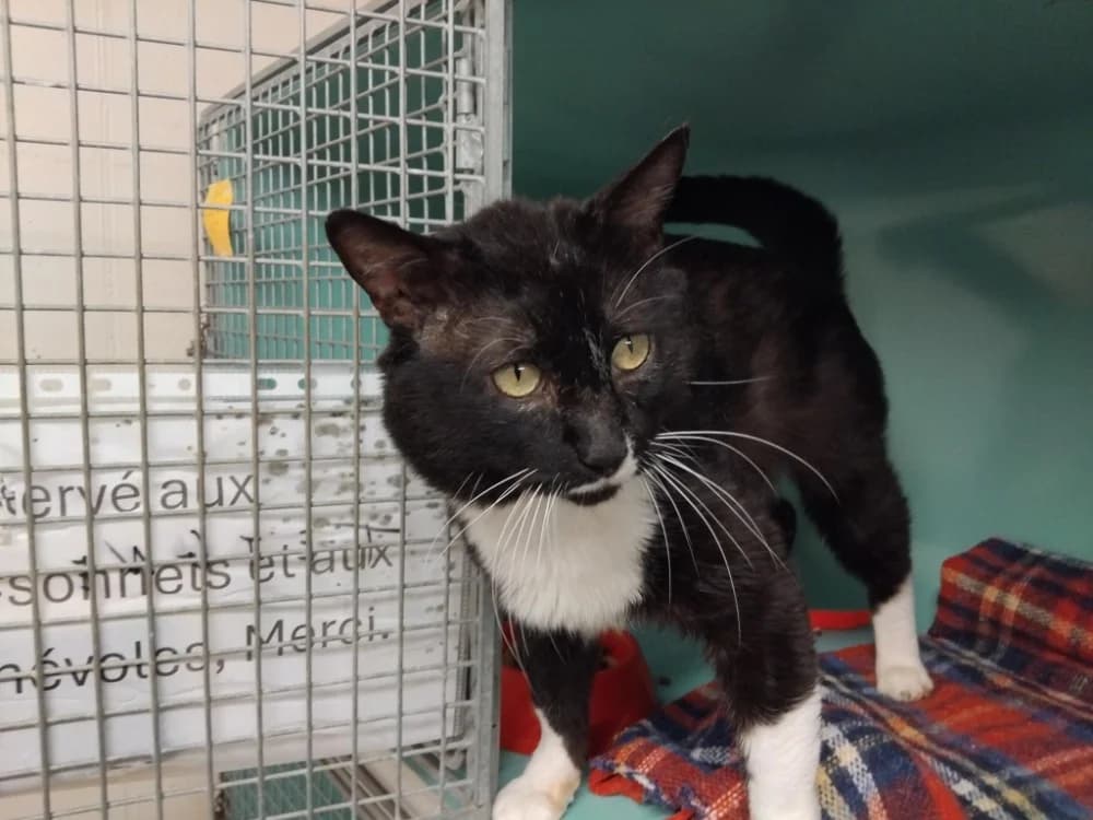 STITCH PAB28645, male senior mixed breed for adoption at SPA Plaisir, Plaisir