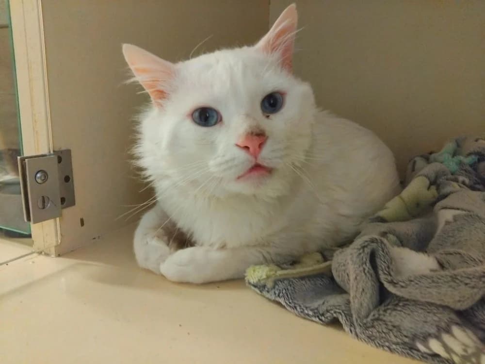 BIBO PAB28675, male mixed breed for adoption at SPA Plaisir, Plaisir