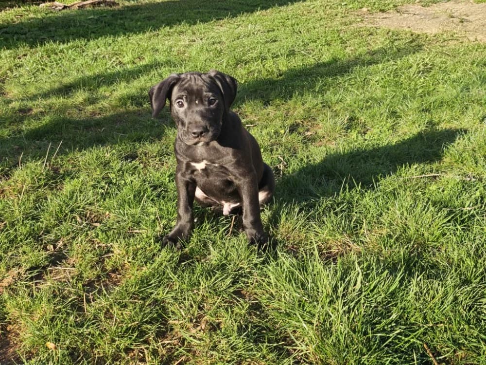 ONYX ex FAELAN PAA24185, male Cane Corso for adoption at SPA Plaisir, Plaisir — photo 2 of 3
