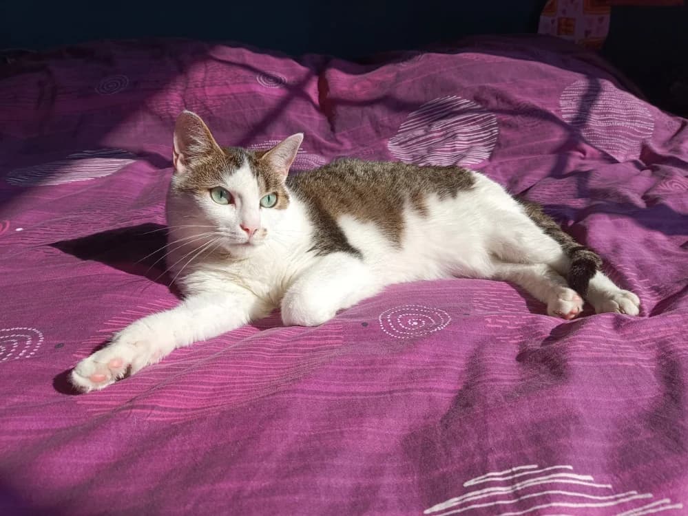 Romy PAB27539, female mixed breed for adoption at SPA Plaisir, Plaisir