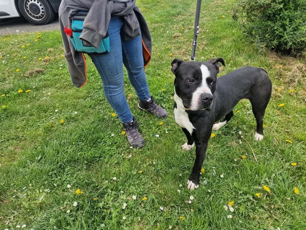 COSMO PAA24196, male Mixed Breed for adoption at SPA Plaisir, Plaisir