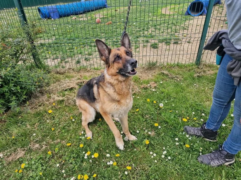 JULIA PAA24198, female German Shepherd for adoption at SPA Plaisir, Plaisir