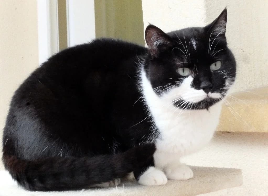 Vanille, female senior mixed breed for adoption at SPA Plaisir, Plaisir