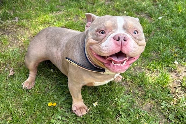 BETTY PAA24193, female 3yo American Bully for adoption at SPA Plaisir, Plaisir