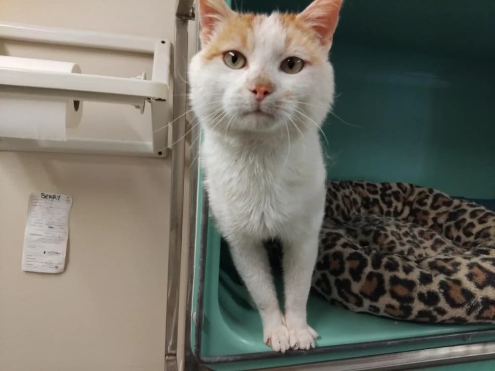 Sekani PAB28699, male young mixed breed for adoption at SPA Plaisir, Plaisir