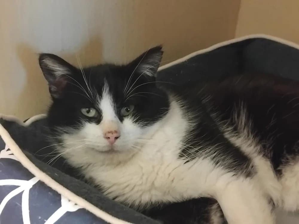 ROGER, male senior mixed breed for adoption at SPA Plaisir, Plaisir