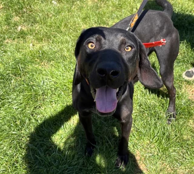 TONNERRE PAA24202, male young Pointer for adoption at SPA Plaisir, Plaisir