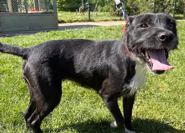 QUEEN PAA24201, female young Labrador Retriever for adoption at SPA Plaisir, Plaisir